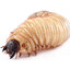 LARVA