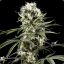 gReeN HaZe