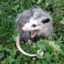 Offensive_opossum