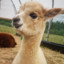 Tiny Alpaca