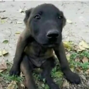 探店齁逼多真假厨子说