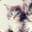 Katt´n