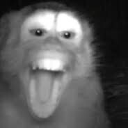 monkey jaws
