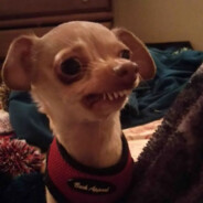 ТВАРЬ ЕБАНАЯ