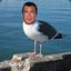 Steve Seagull