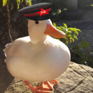 [Duckest]