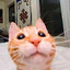 meow meow