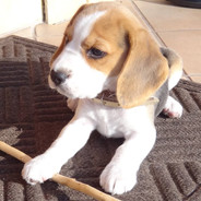 BEAGLE