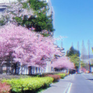 除了春天爱情和樱花