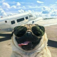 мистер мопс - steam id 76561199304538844