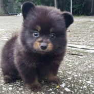 Üzgün Kastamonu Ayısı