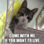 believeInCat