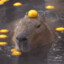 Justin Capybara