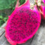 dragonfruit