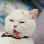 Medved?!Vasёk 猫胖