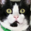 Gato