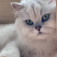 ✯金色大鼻嘎✯