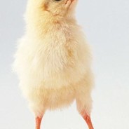 小鸡陪玩专用号