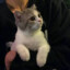 小猫爱鱼