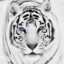 ♔ White ҳ̸Ҳ̸ҳ TIGER ♔
