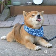 锅蒸鱼的DOG