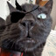 plinio