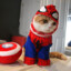 SpoderCat