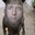 god hates me Steam avatar