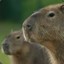 ☭  Kapibara ☭