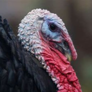 Osmanlı İmparatoru