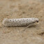 Lotsomoths