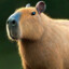 Capibara