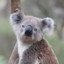 Koala Slayer