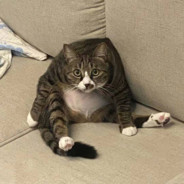 暴雪还不答辩？