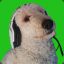 TinyShiloh