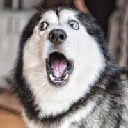 HuskyLover66 avatar