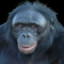 PeeJay Bonobo