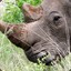 BlackRhino_TR