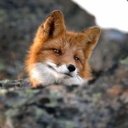 Fox家的fox