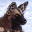 Mike the Wolf