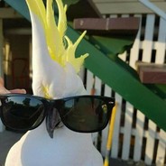 birB-O  [⚆ ͜ʖ͡⚆]