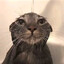 wet gato ♿'s avatar