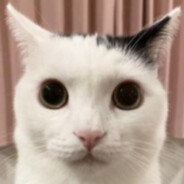 всефидящий