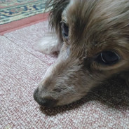 ちくわさしみわさび