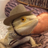 Yeehaw Lizard