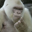 Great White Ape