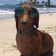 wizziixx avatar