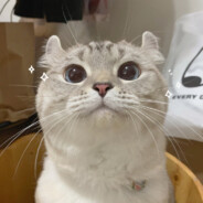 一天三杯霸王茶姬