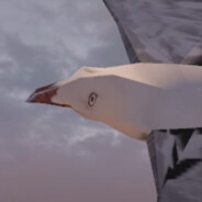 Seagull