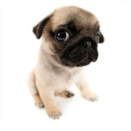 TP-Pugcito